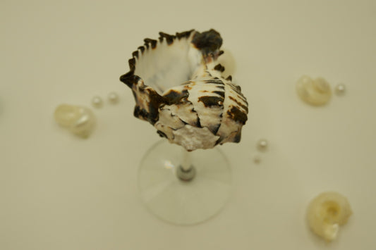 Crystal Black Conch Shell Cup