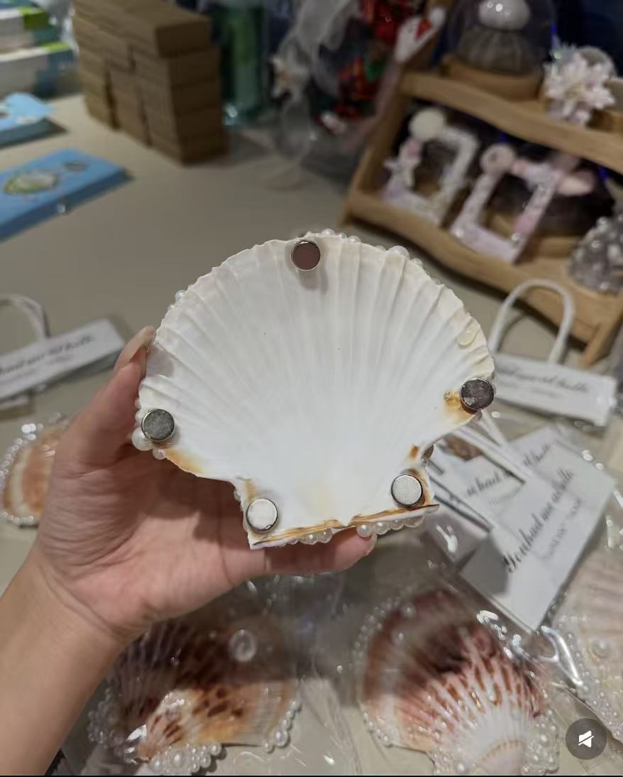 Shell fridge magnet