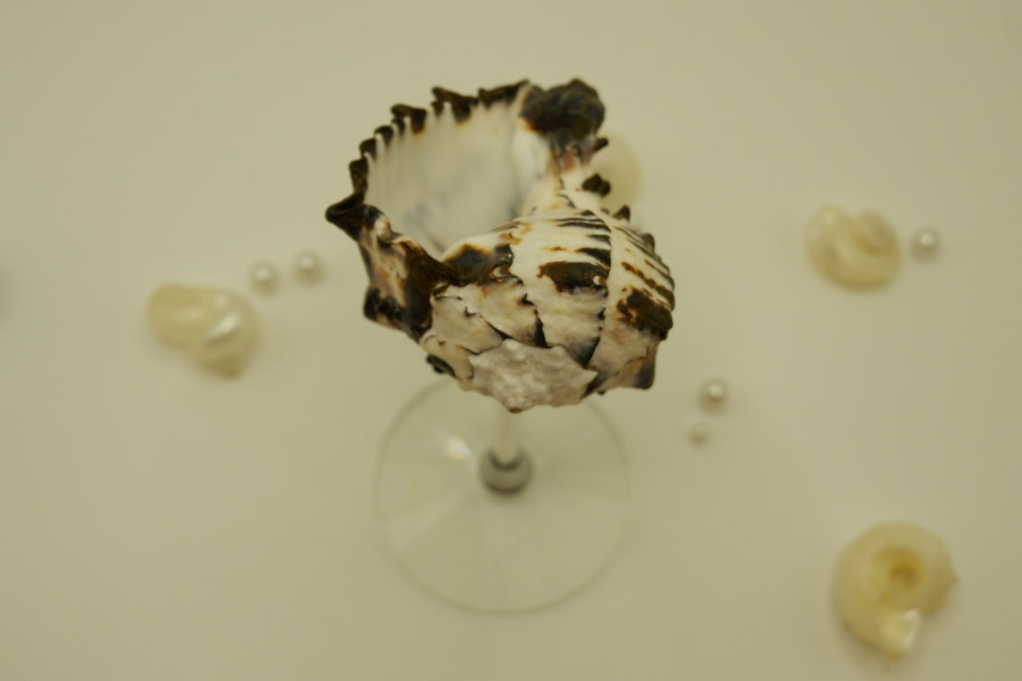 Crystal Black Conch Shell Cup