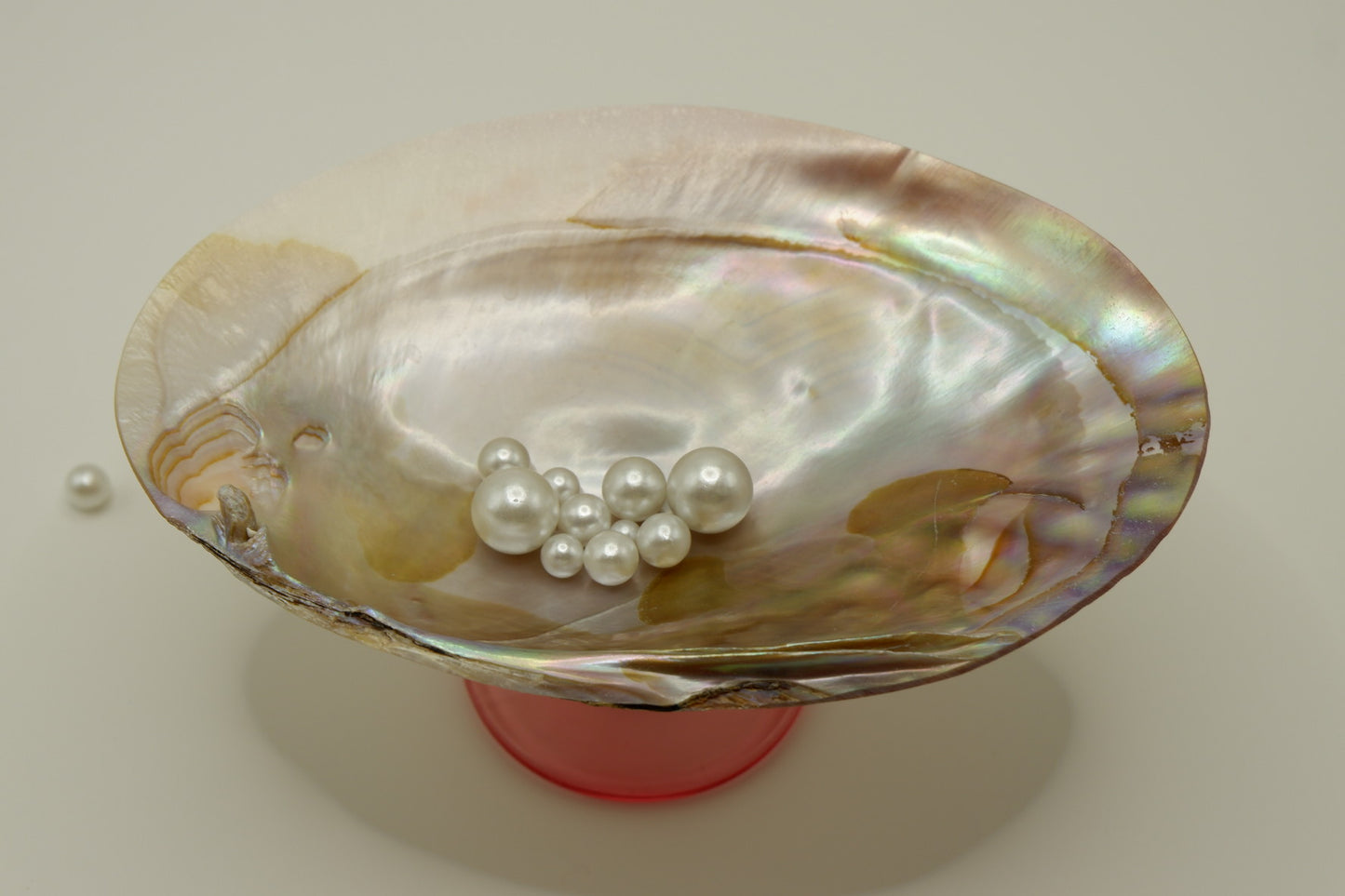 Extra-large pearl oyster cup