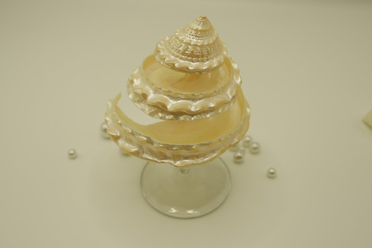 Conch-shaped spiral cup