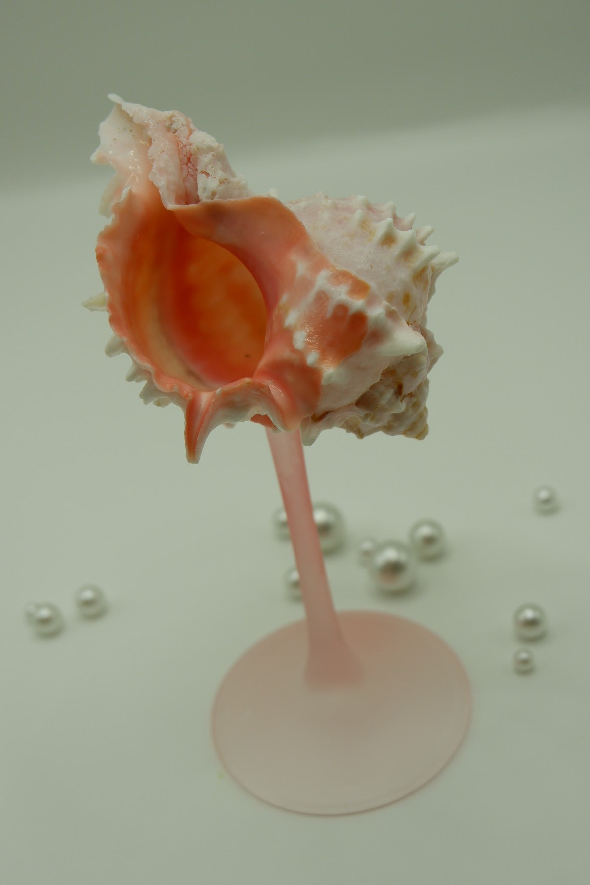 Pink conch shell cup