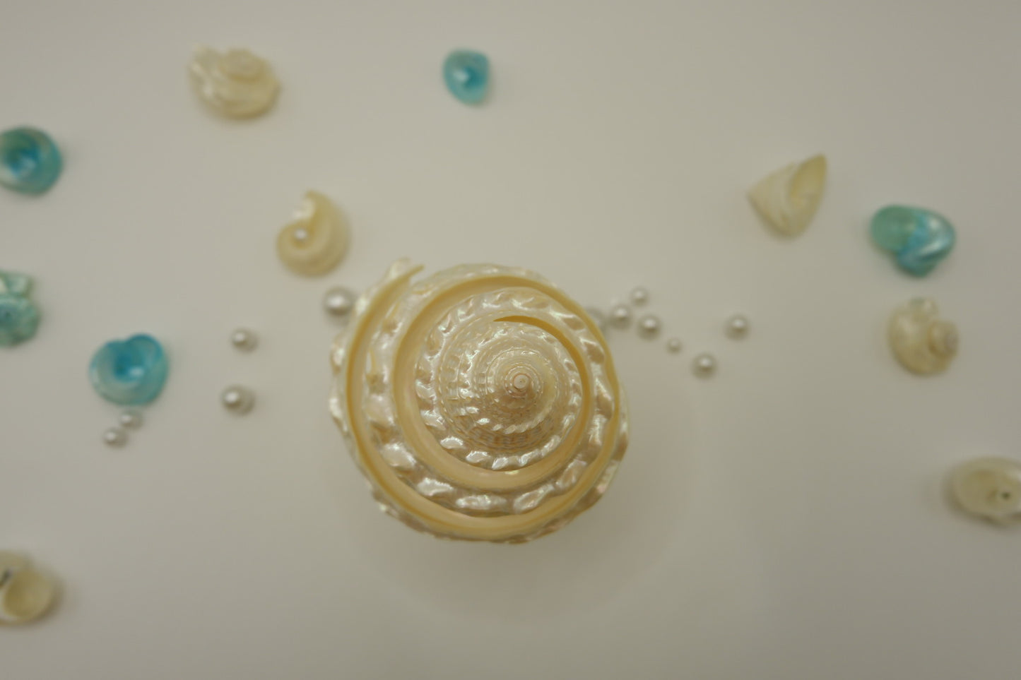 Conch-shaped spiral cup
