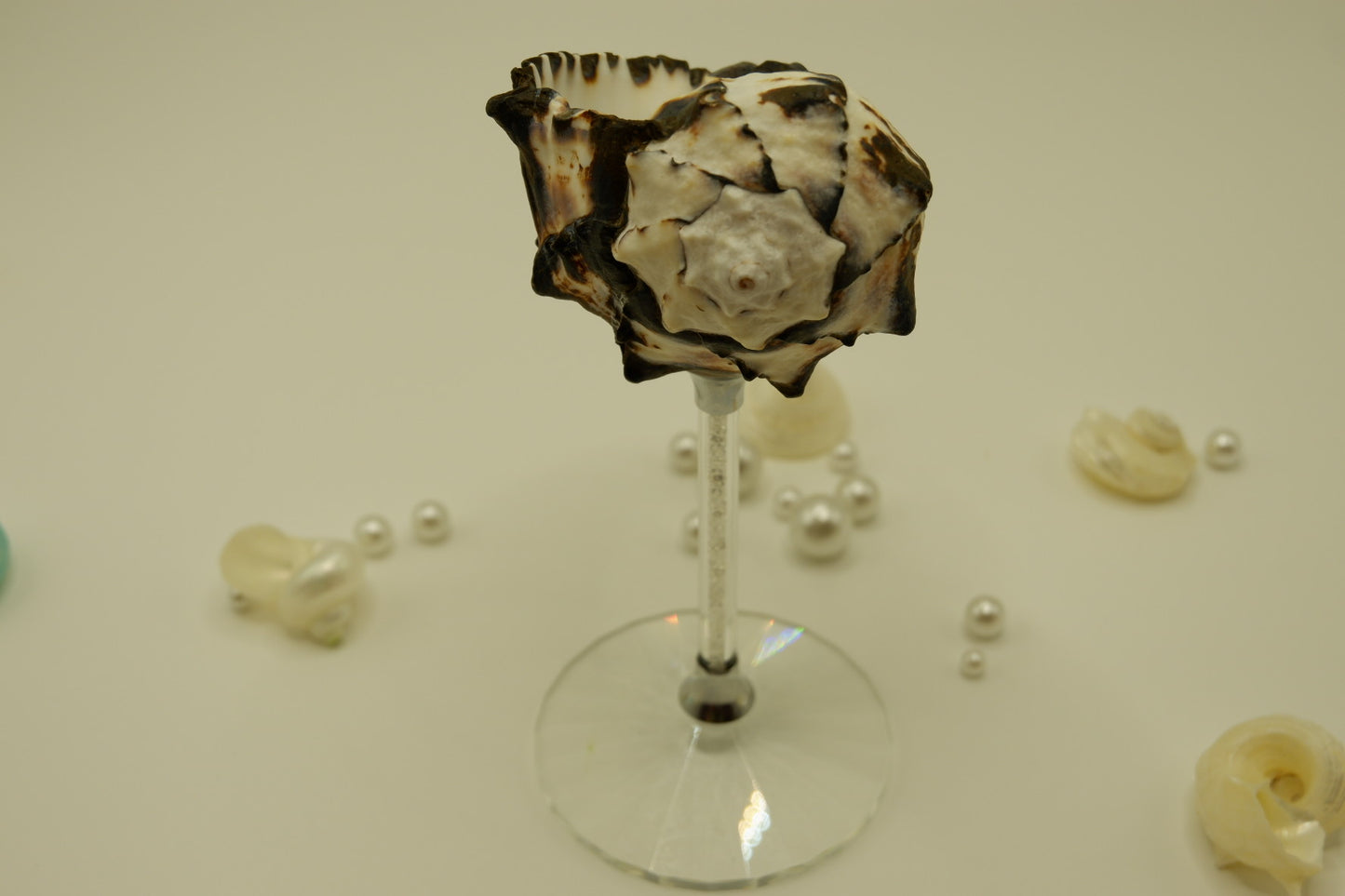 Crystal Black Conch Shell Cup