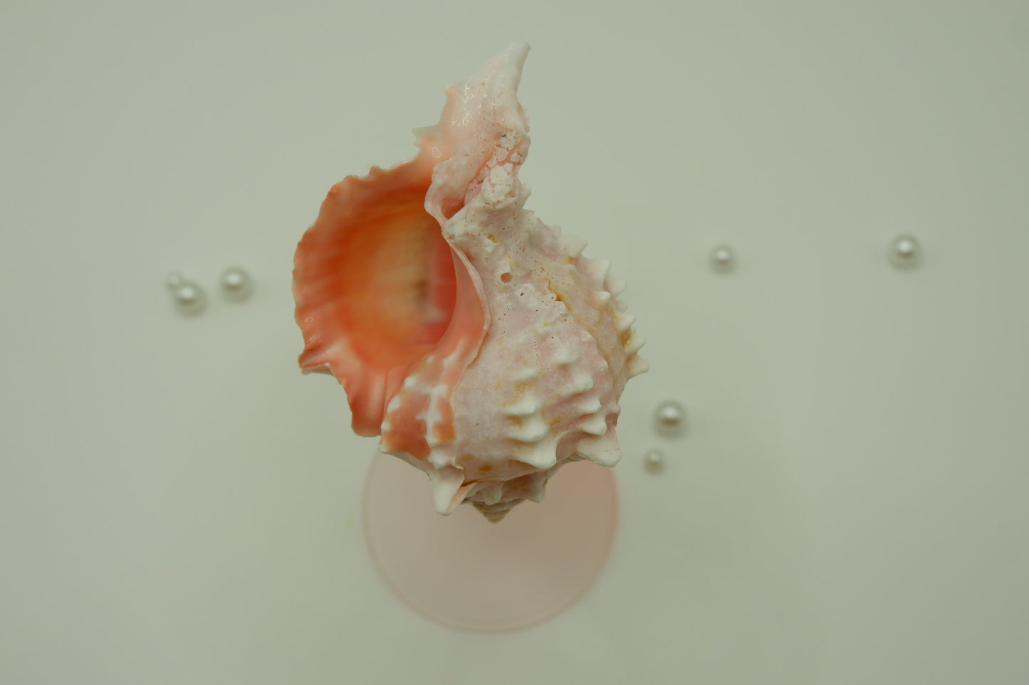 Pink conch shell cup