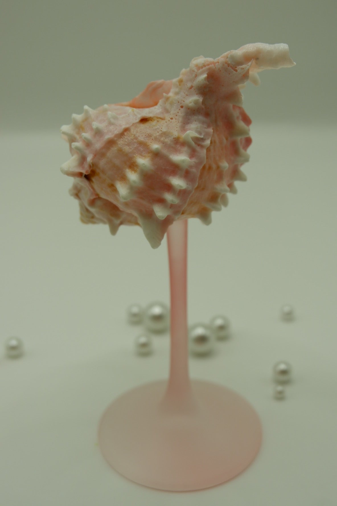 Pink conch shell cup