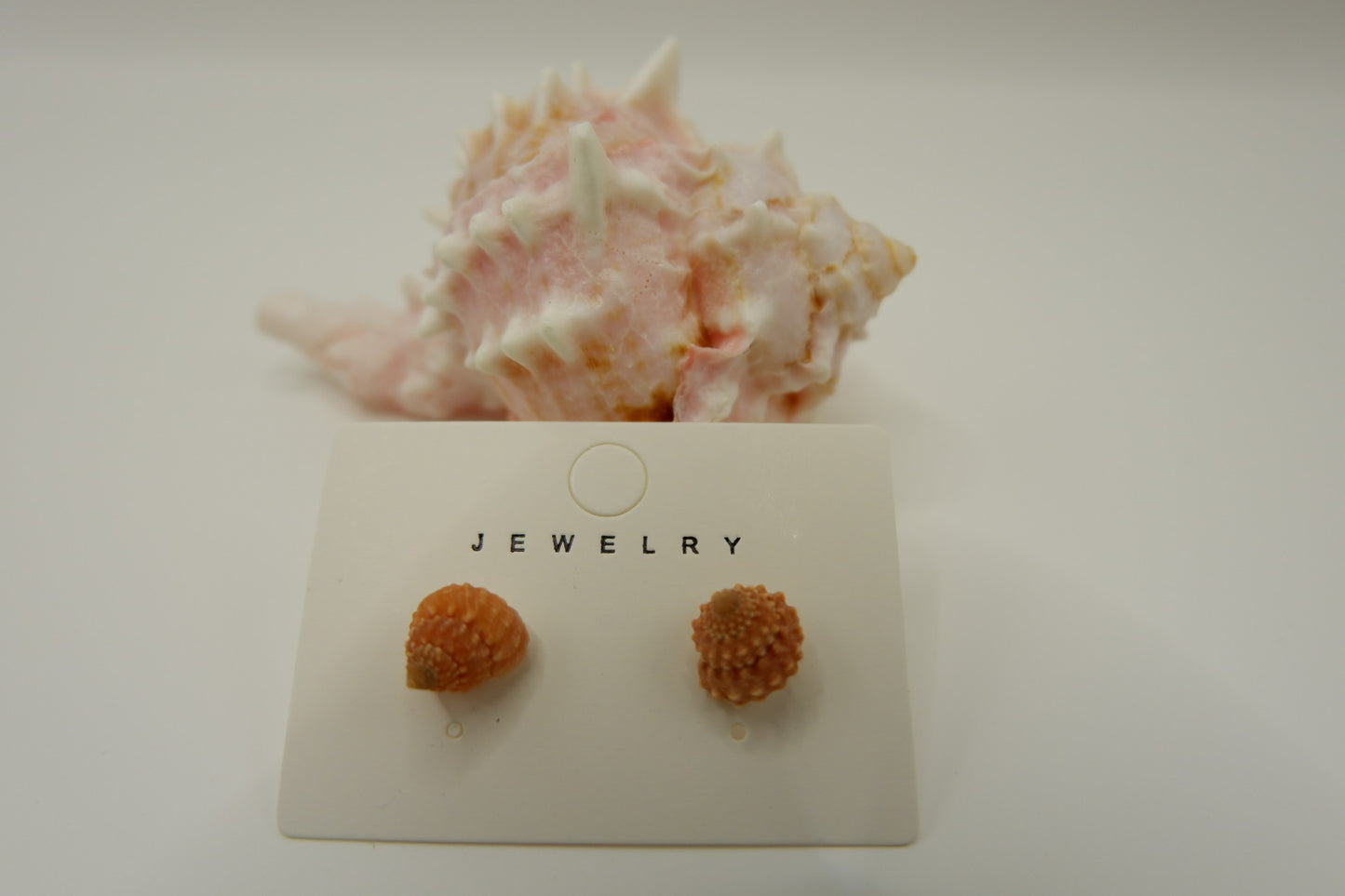 Conch Shell Stud Earrings